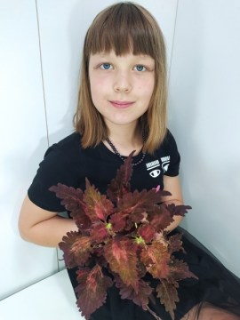 КОЛЕУС COPPER молодое растение
